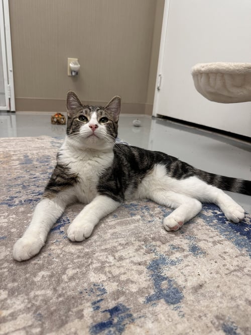 DEL - Tabby available for adoption