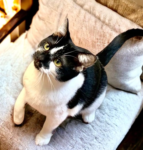 JESSIE - Tuxedo available for adoption