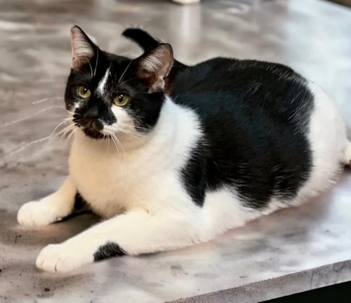 JESSIE - Tuxedo available for adoption
