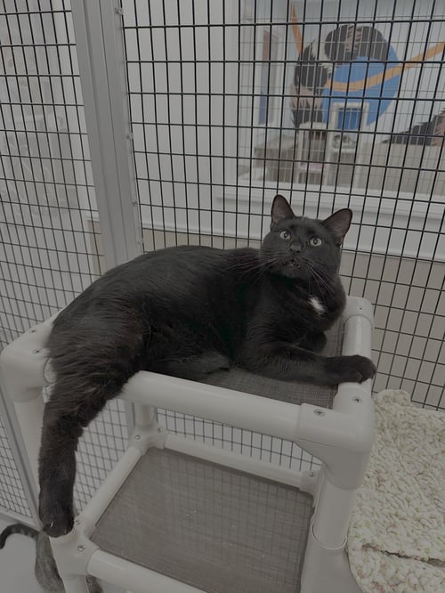 COAL & CARBON - Domestic Short Hair available for adoption