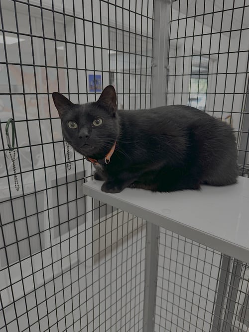 COAL & CARBON - Domestic Short Hair available for adoption