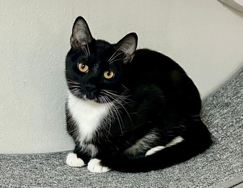 LED - Tuxedo available for adoption