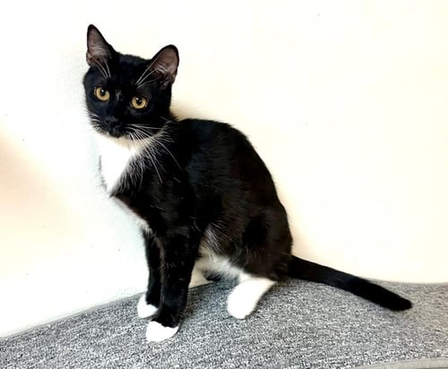 LED - Tuxedo available for adoption