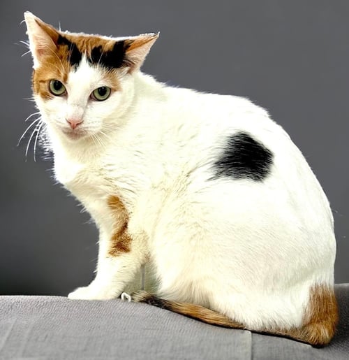 AVA GARDNER - Calico available for adoption