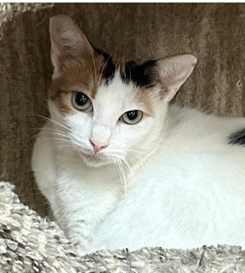 AVA GARDNER - Calico available for adoption