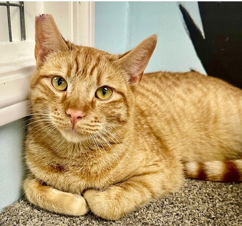 O'RILEY - Domestic Short Hair available for adoption