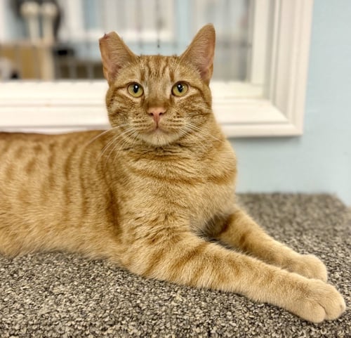 O'RILEY - Domestic Short Hair available for adoption