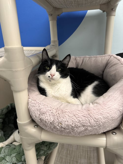 LAGUNA - Domestic Short Hair available for adoption