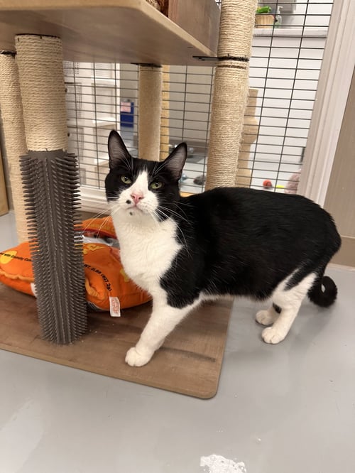 LAGUNA - Domestic Short Hair available for adoption
