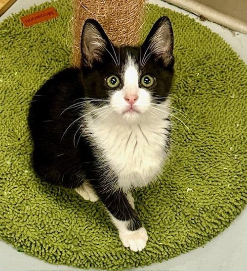 ELLIE - Domestic Short Hair available for adoption