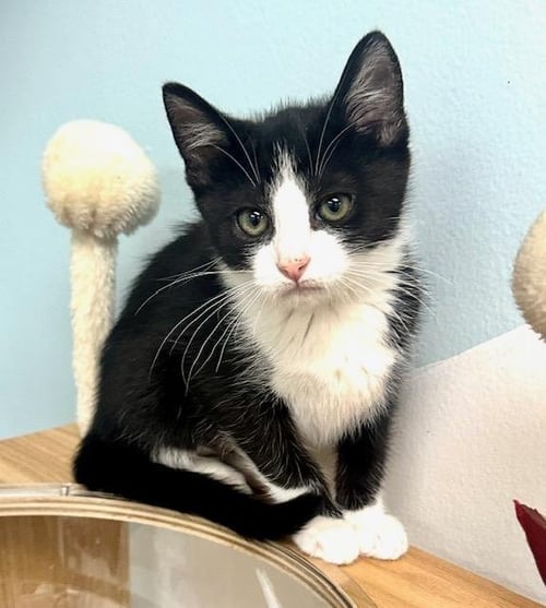 ELLIE - Domestic Short Hair available for adoption