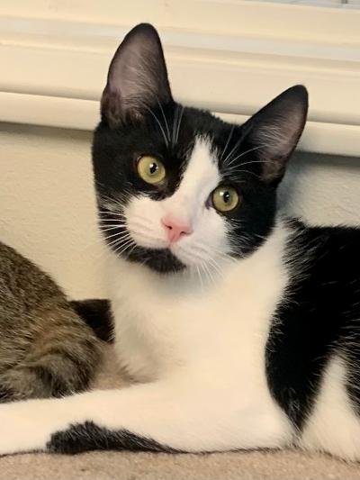 REGGIE - Domestic Short Hair available for adoption