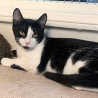 Reggie - Photo 1