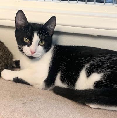 REGGIE - Domestic Short Hair available for adoption