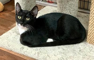 RUFUS - Domestic Short Hair available for adoption