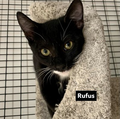 RUFUS - Domestic Short Hair available for adoption
