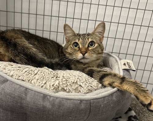 NOODLES - Tabby available for adoption
