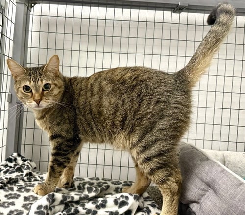 NOODLES - Tabby available for adoption