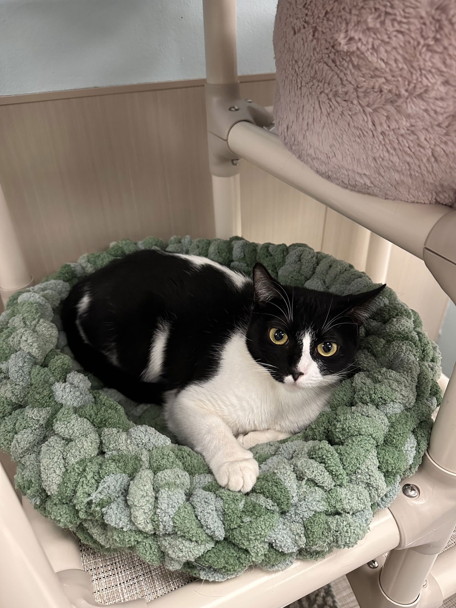 OREO - Domestic Short Hair available for adoption