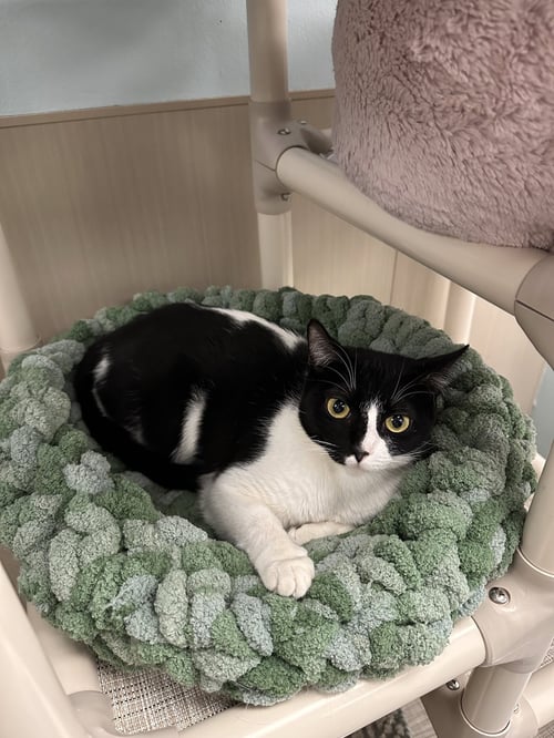 OREO - Domestic Short Hair available for adoption