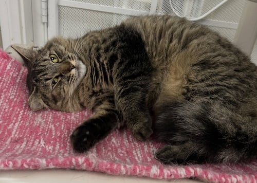 RUTHIE - Domestic Long Hair available for adoption