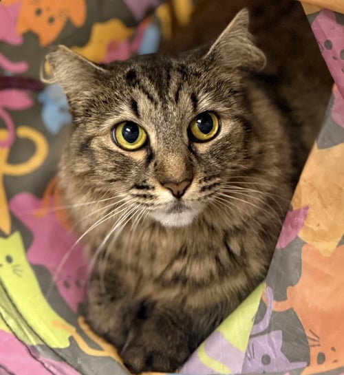 RUTHIE - Domestic Long Hair available for adoption