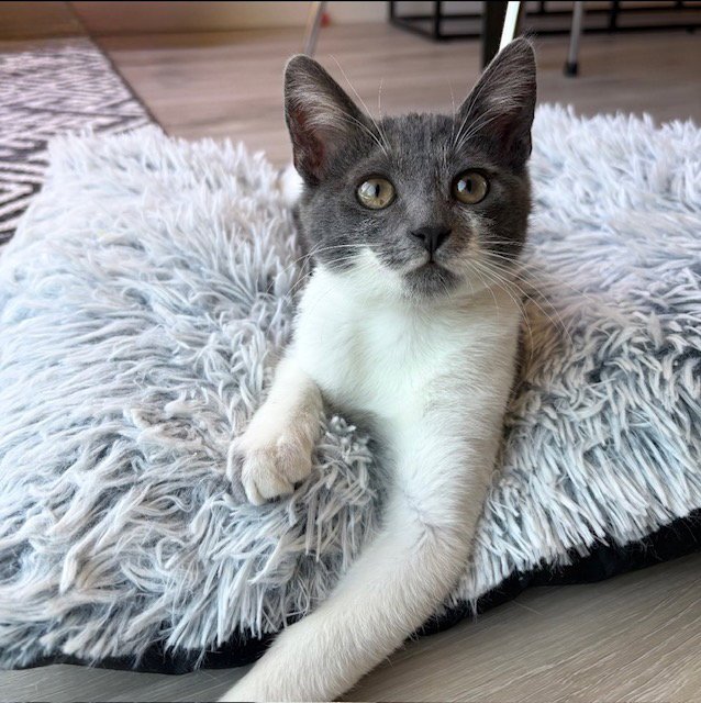 Mochi Image