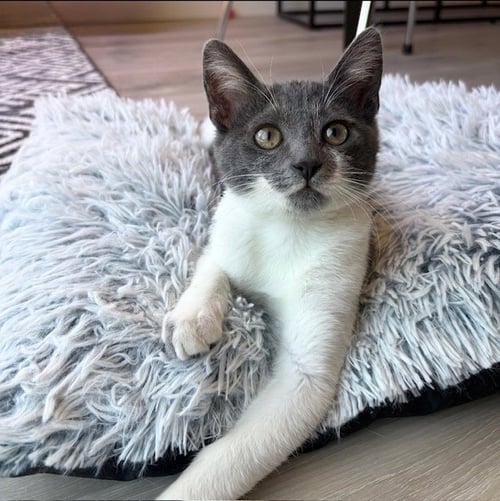 MOCHI - Tuxedo for adoption in Thousand Oaks