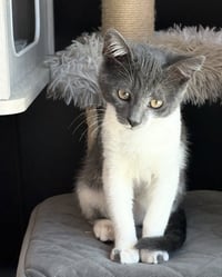 Mochi - Photo 2
