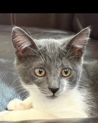 Mochi - Photo 3