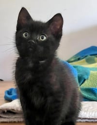 Graham Cracker - Photo 2