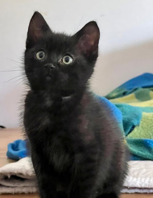 GRAHAM CRACKER - Domestic Short Hair available for adoption
