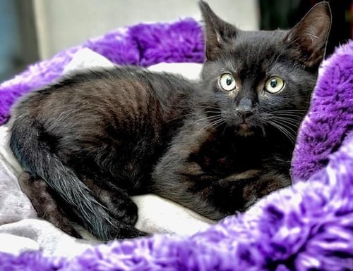 GRAHAM CRACKER - Domestic Short Hair available for adoption