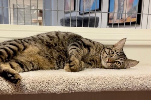 NICHOLAS - Tabby available for adoption