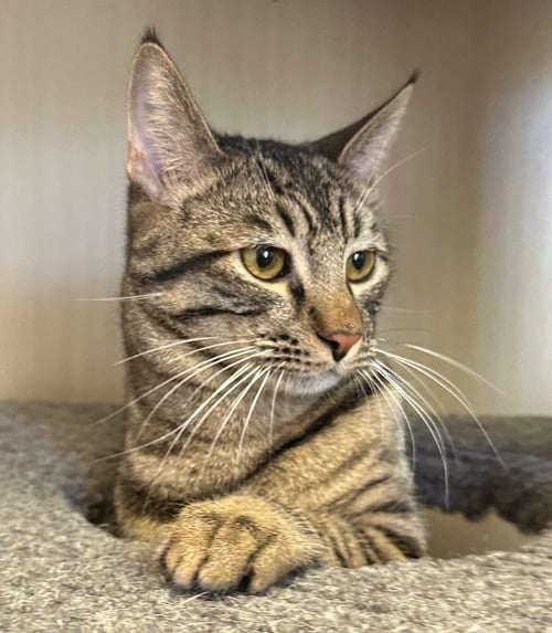 NICHOLAS - Tabby available for adoption