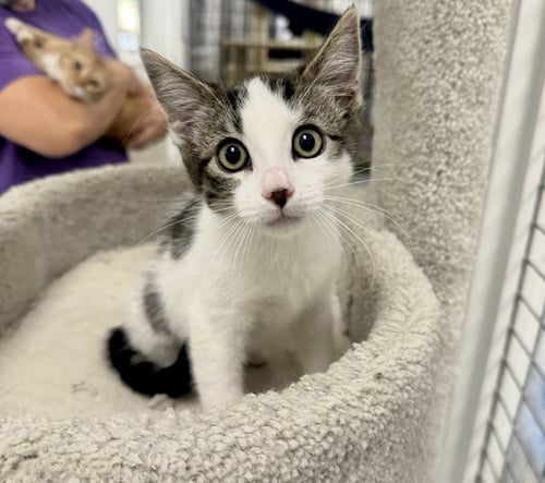 SMUDGE - Tabby available for adoption