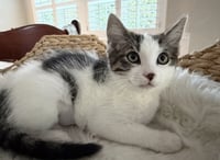 Smudge - Photo 3