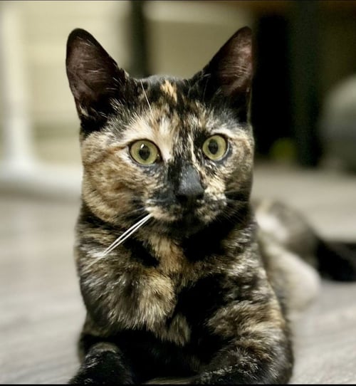 CRICKET - Tortoiseshell available for adoption