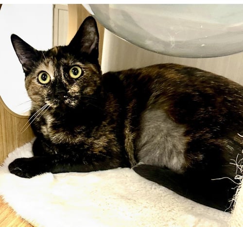 CRICKET - Tortoiseshell available for adoption