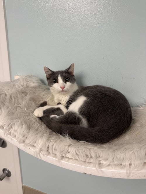 FINN - Domestic Short Hair available for adoption