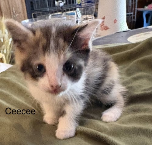 DEEDEE ( RT) - Domestic Short Hair available for adoption