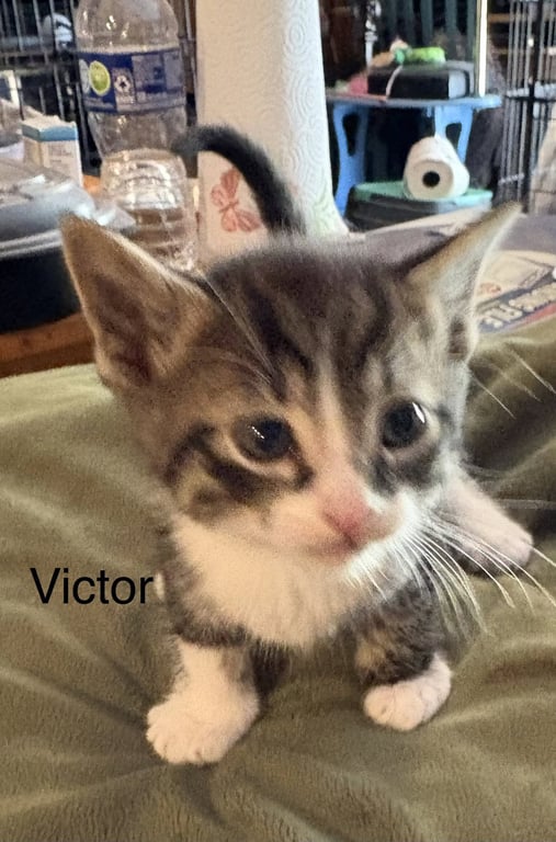 Victor    (sc) Image