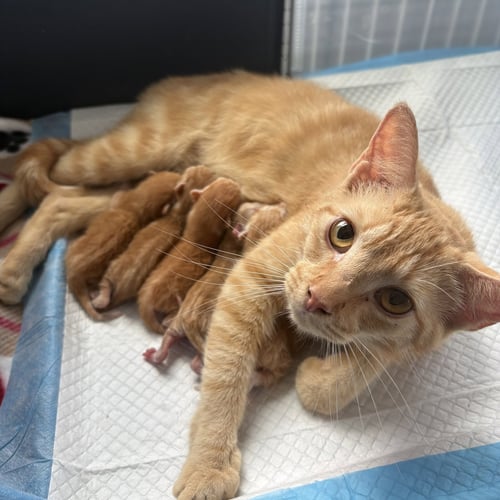 MANGO  (MB) PLUS 4 - Domestic Short Hair available for adoption