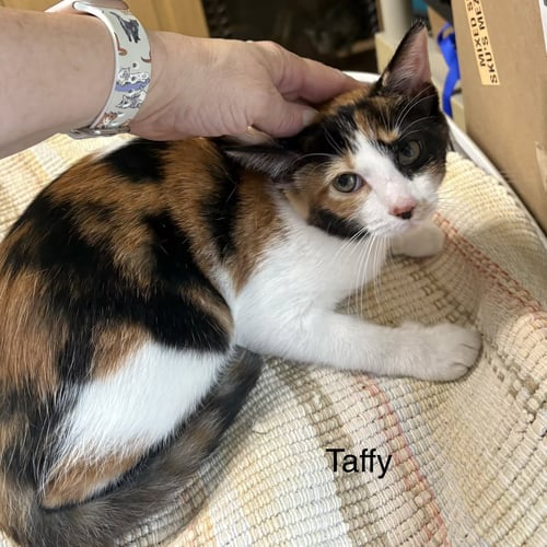 TAFFY  ( TH  AKA CATHERINE - Calico available for adoption