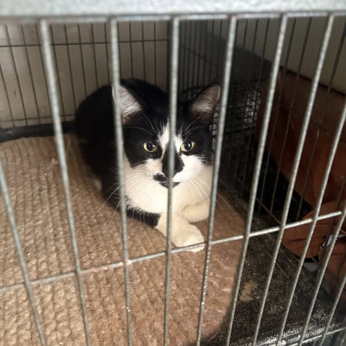 SUSHI (TH) AKA TUCKY - Domestic Short Hair available for adoption