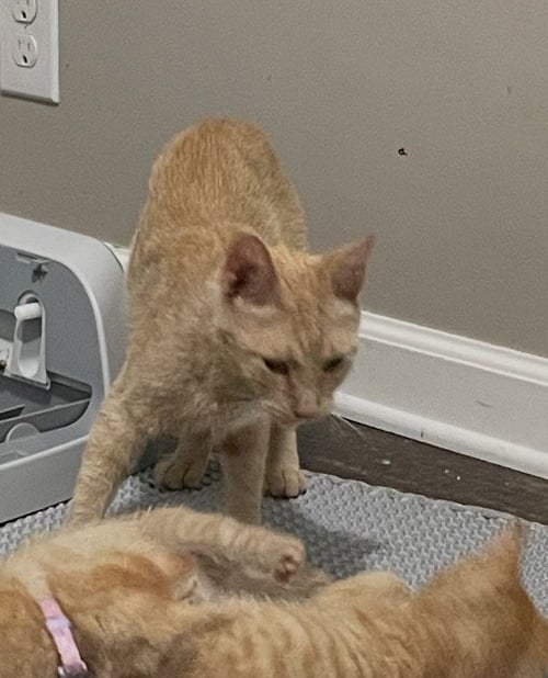 GINGY( (SC) - Domestic Short Hair available for adoption
