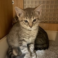 light brown striped tabby kitten - Photo 1