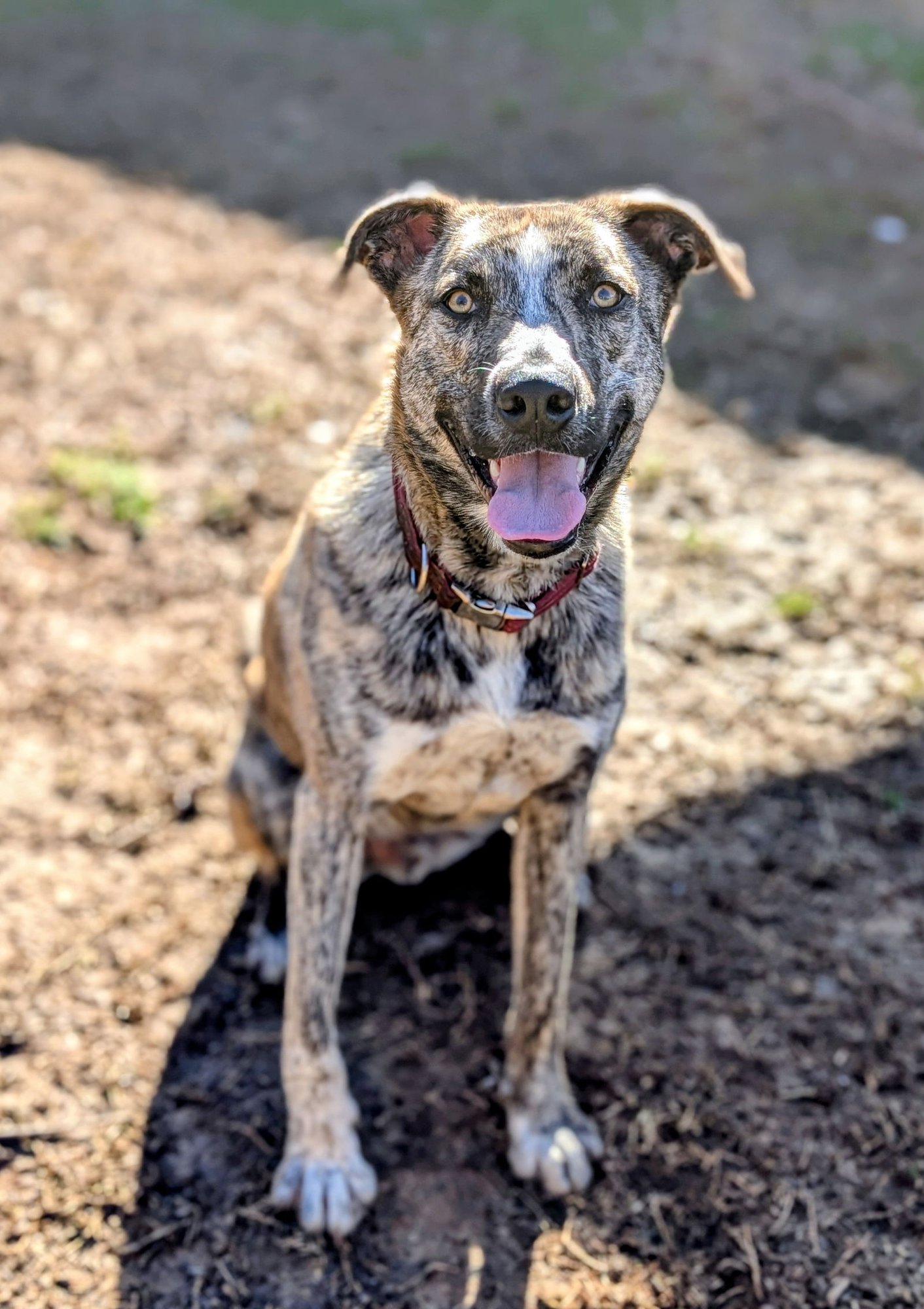 THEODORE - BDM - Husky / German Shepherd Dog available for adoption