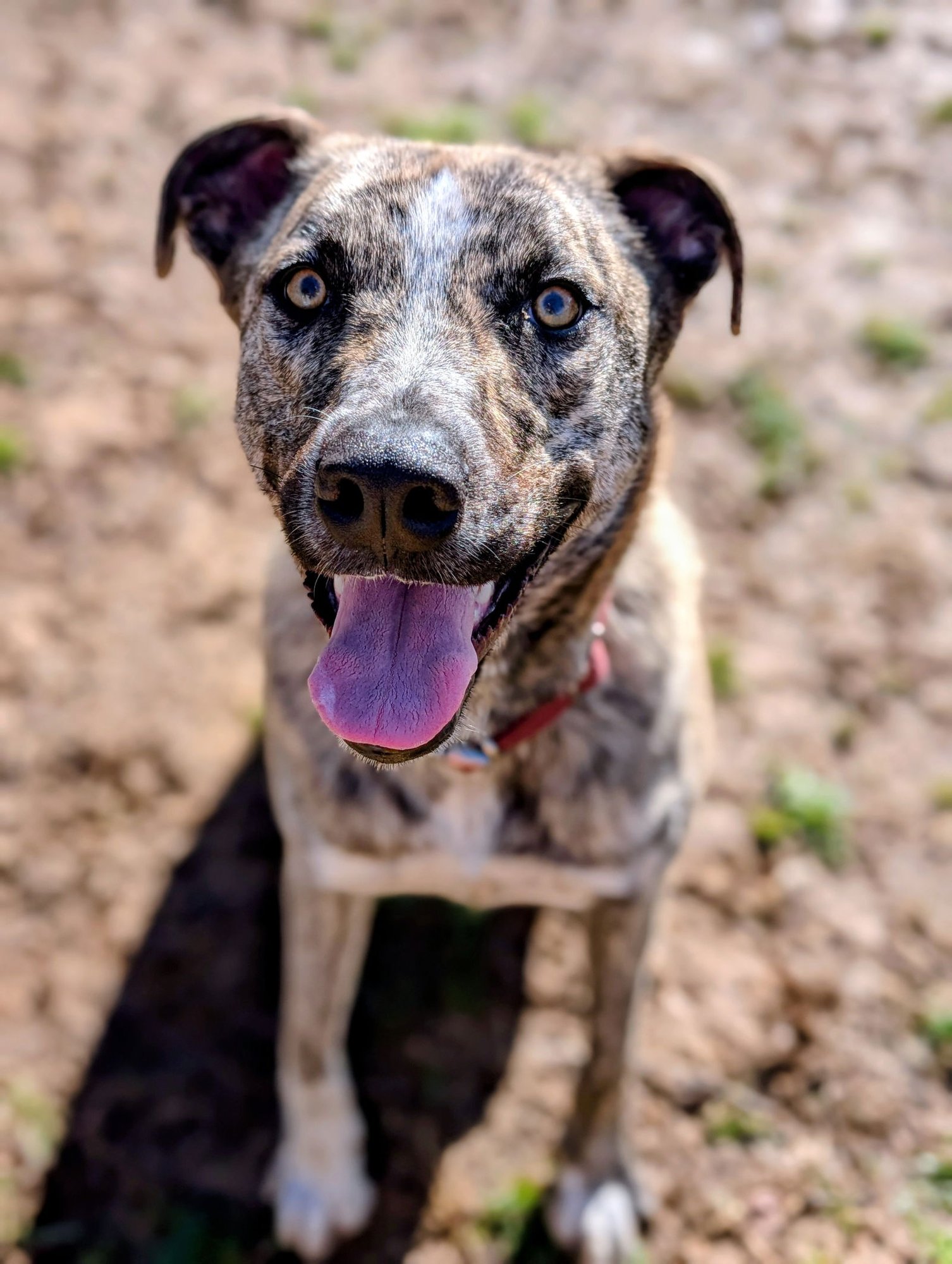 THEODORE - BDM - Husky / German Shepherd Dog available for adoption