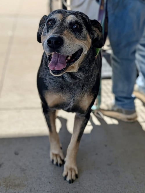 SISSY  (MM) - Bluetick Coonhound available for adoption